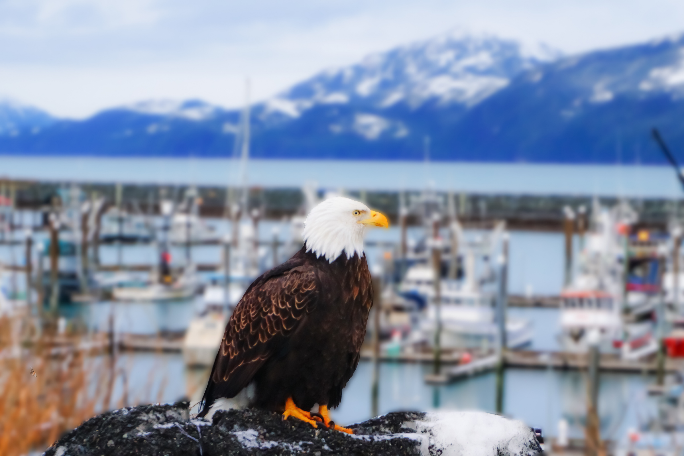 cordova, alaska 02.webp